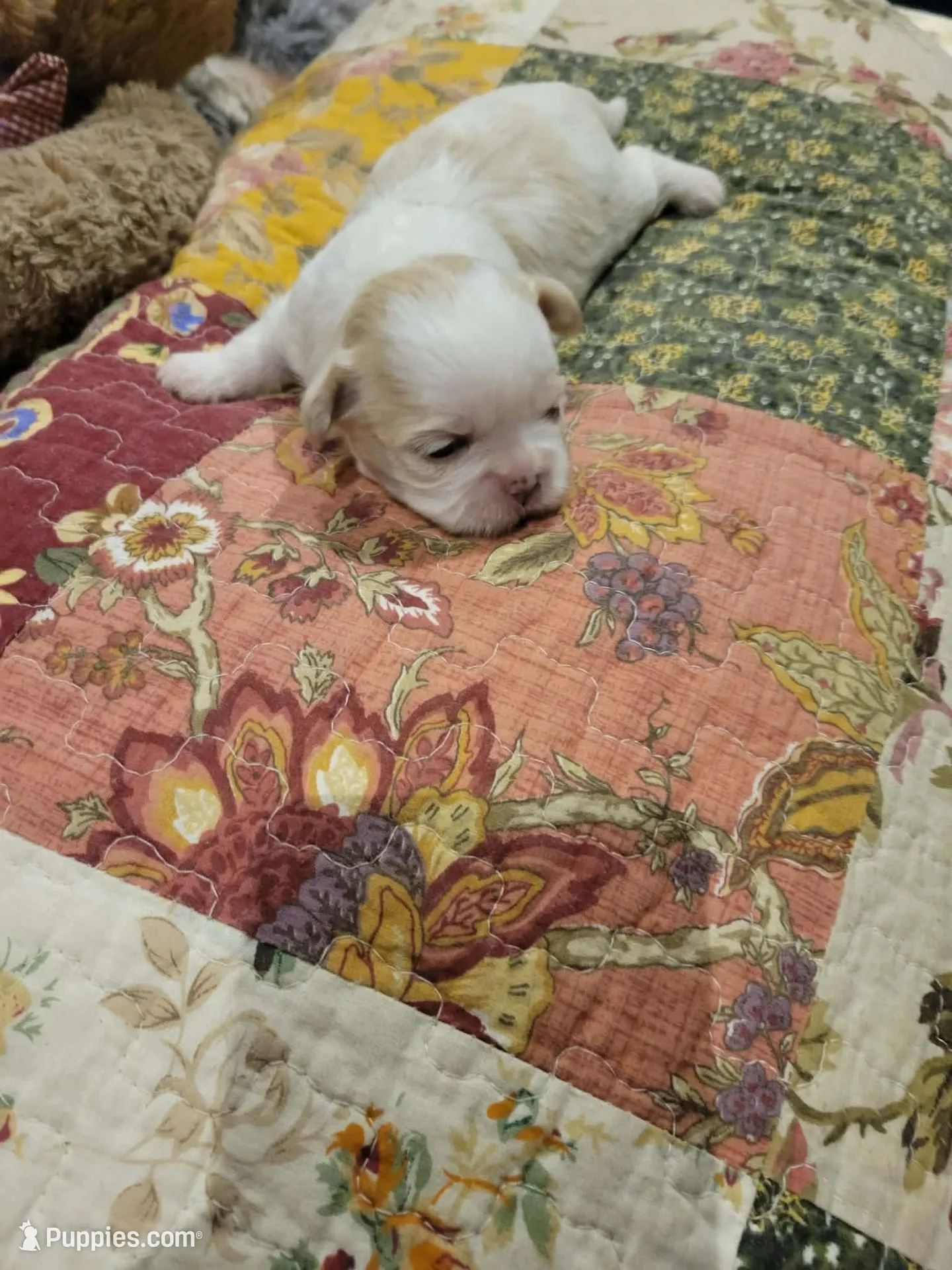 Snowball , a female Shih Tzu for sale in Buffalo, MO – 1 of 3