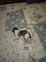 Dottie, a female Shih Tzu for sale in Buffalo, MO – 3 of 3