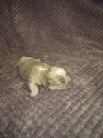 Cuddles, a female Shih Tzu for sale in Buffalo, MO – 2 of 3