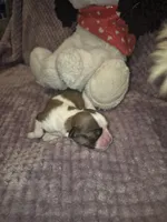 Oreo, a male Shih Tzu for sale in Buffalo, MO – 2 of 2
