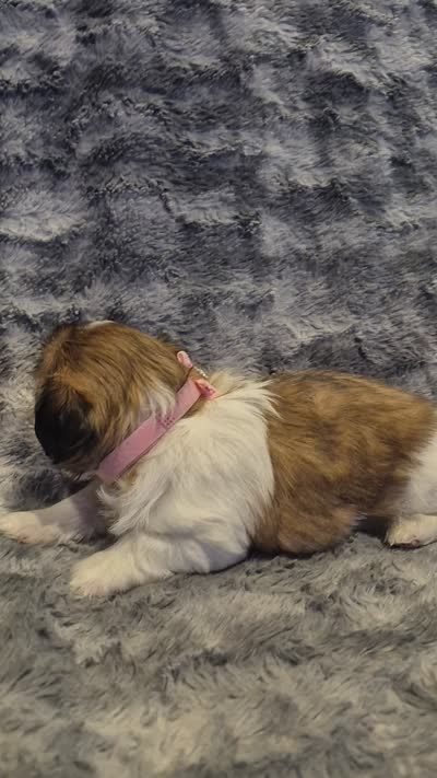 Dottie, a female Shih Tzu for sale in Buffalo, MO – 6 of 6