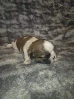 Snickers , a male Shih Tzu for sale in Buffalo, MO – 3 of 6