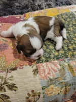 Oreo, a male Shih Tzu for sale in Buffalo, MO – 3 of 3