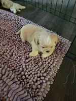 Champ, a male Shih Tzu for sale in Buffalo, MO – 3 of 5