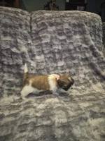 Dottie, a female Shih Tzu for sale in Buffalo, MO – 2 of 6