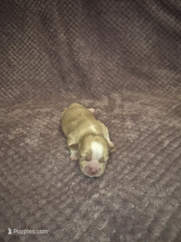 Cuddles – Shih Tzu puppy for sale in Buffalo, MO