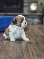 Oreo, a male Shih Tzu for sale in Buffalo, MO – 2 of 4