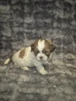Betsy, a female Shih Tzu for sale in Buffalo, MO – 4 of 4