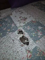 Snickers , a male Shih Tzu for sale in Buffalo, MO – 2 of 2