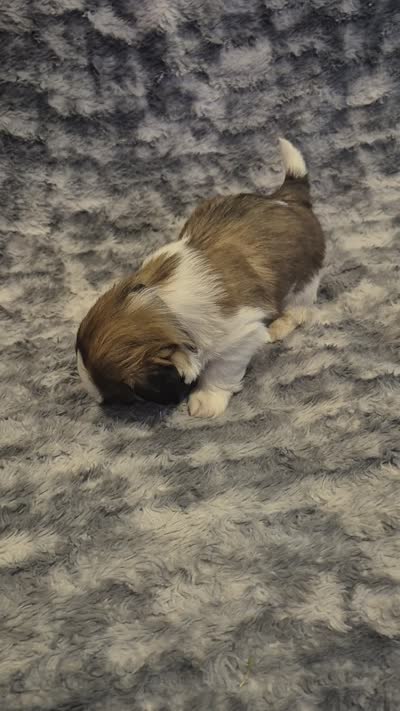 Snickers , a male Shih Tzu for sale in Buffalo, MO – 5 of 6