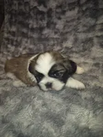 Snickers , a male Shih Tzu for sale in Buffalo, MO – 4 of 6