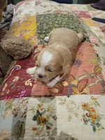 Champ, a male Shih Tzu for sale in Buffalo, MO – 1 of 3