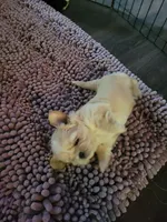 Champ, a male Shih Tzu for sale in Buffalo, MO – 2 of 5