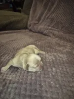 Champ, a male Shih Tzu for sale in Buffalo, MO – 3 of 3