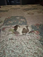 Betsy, a female Shih Tzu for sale in Buffalo, MO – 2 of 2