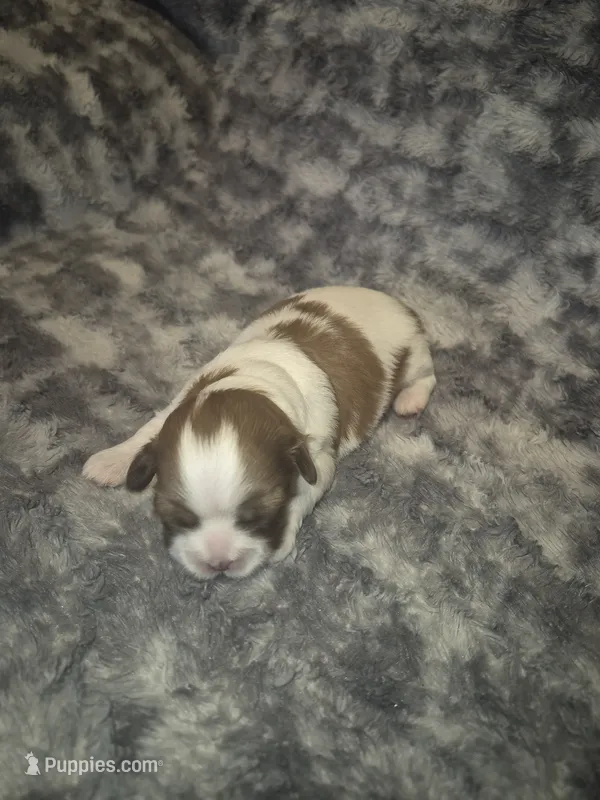 Betsy – Shih Tzu puppy for sale in Buffalo, MO