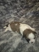 Snickers , a male Shih Tzu for sale in Buffalo, MO – 2 of 6