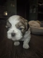 Oreo, a male Shih Tzu for sale in Buffalo, MO – 4 of 4