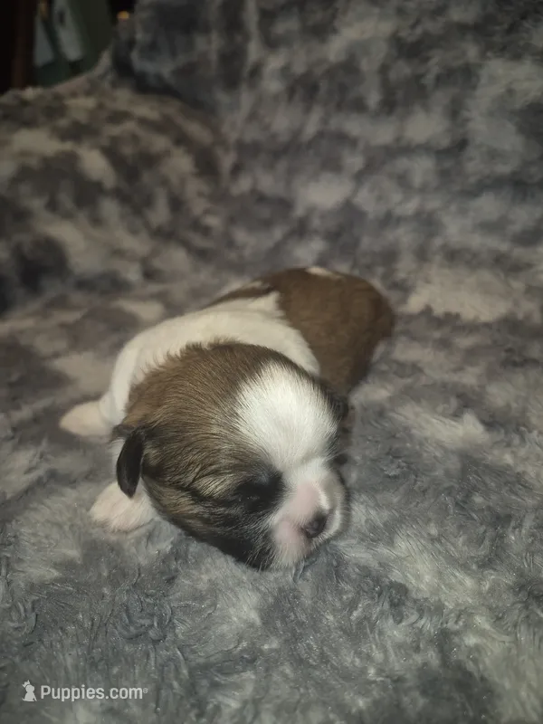 Snickers  – Shih Tzu puppy for sale in Buffalo, MO