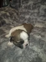 Snickers , a male Shih Tzu for sale in Buffalo, MO – 1 of 6