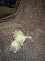 Snowball , a female Shih Tzu for sale in Buffalo, MO – 4 of 4