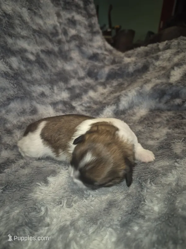 Dudley – Shih Tzu puppy for sale in Buffalo, MO