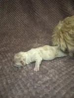 Snowball , a female Shih Tzu for sale in Buffalo, MO – 2 of 4