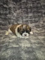 Dottie, a female Shih Tzu for sale in Buffalo, MO – 5 of 6