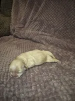Champ, a male Shih Tzu for sale in Buffalo, MO – 2 of 3