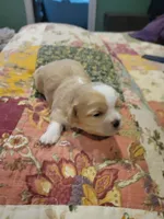 Champ, a male Shih Tzu for sale in Buffalo, MO – 2 of 3