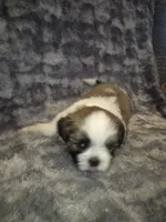 Dudley, a male Shih Tzu for sale in Buffalo, MO – 3 of 3