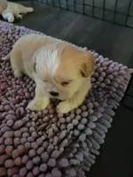 Champ, a male Shih Tzu for sale in Buffalo, MO – 4 of 5