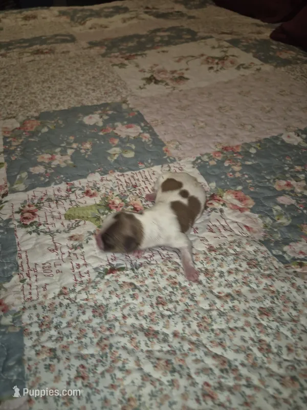 Betsy – Shih Tzu puppy for sale in Buffalo, MO