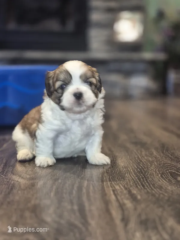 Oreo – Shih Tzu puppy for sale in Buffalo, MO