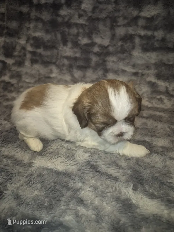 Betsy – Shih Tzu puppy for sale in Buffalo, MO