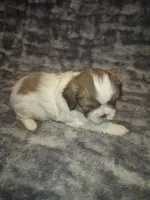 Betsy, a female Shih Tzu for sale in Buffalo, MO – 1 of 4