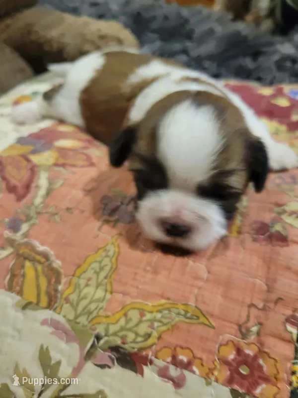 Oreo – Shih Tzu puppy for sale in Buffalo, MO