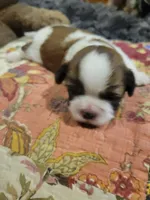 Oreo, a male Shih Tzu for sale in Buffalo, MO – 1 of 3