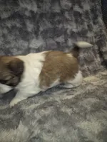 Dudley, a male Shih Tzu for sale in Buffalo, MO – 2 of 3