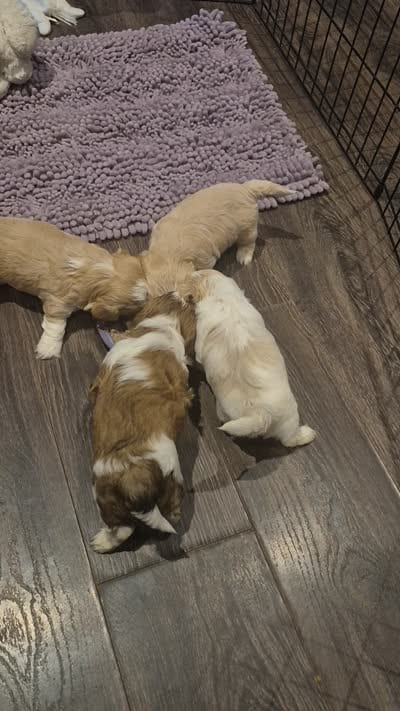 Champ, a male Shih Tzu for sale in Buffalo, MO – 5 of 5