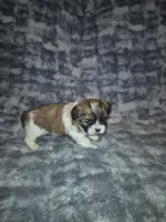 Dottie, a female Shih Tzu for sale in Buffalo, MO – 4 of 6