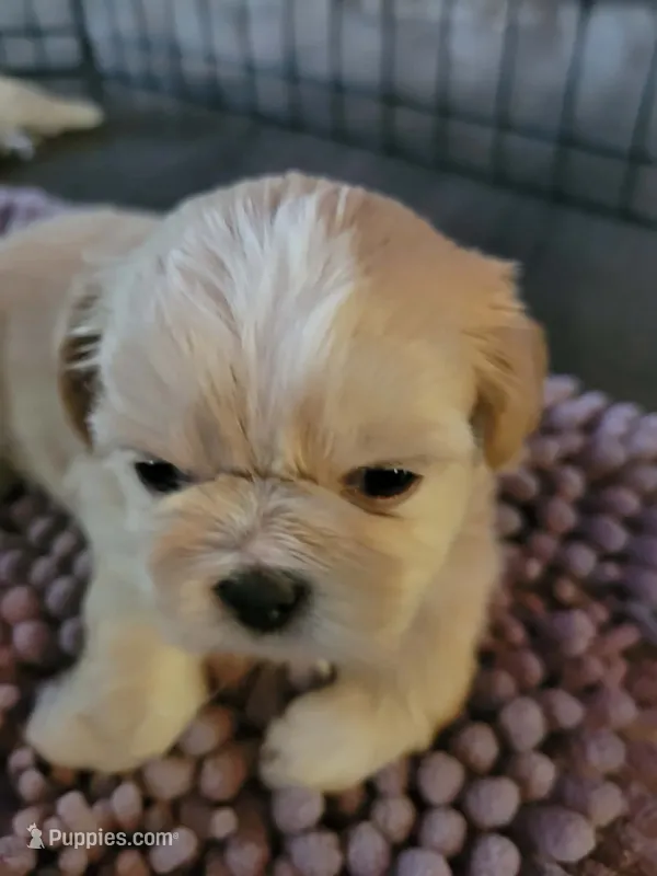 Champ – Shih Tzu puppy for sale in Buffalo, MO