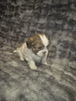 Betsy, a female Shih Tzu for sale in Buffalo, MO – 3 of 4
