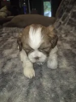 Betsy, a female Shih Tzu for sale in Buffalo, MO – 2 of 4
