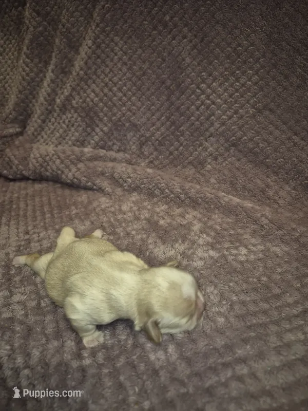 Champ – Shih Tzu puppy for sale in Buffalo, MO
