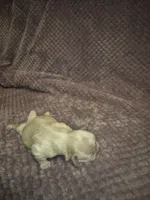 Champ, a male Shih Tzu for sale in Buffalo, MO – 1 of 3