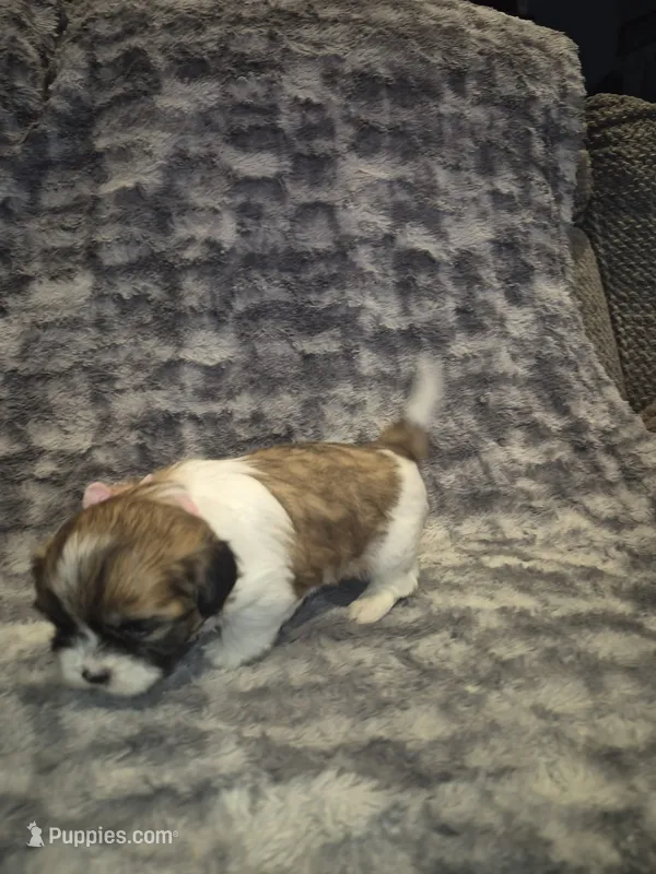 Dottie – Shih Tzu puppy for sale in Buffalo, MO