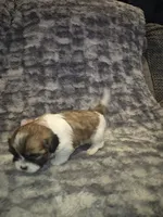 Dottie, a female Shih Tzu for sale in Buffalo, MO – 1 of 6