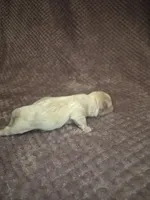 Snowball , a female Shih Tzu for sale in Buffalo, MO – 3 of 4