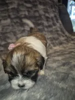 Dottie, a female Shih Tzu for sale in Buffalo, MO – 3 of 6